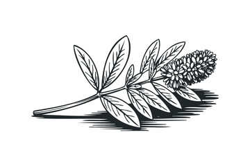 Wall Mural - Stylized black and white outline drawing of a botanical branch with leaves and flower cluster. Vector hand drawn illustration