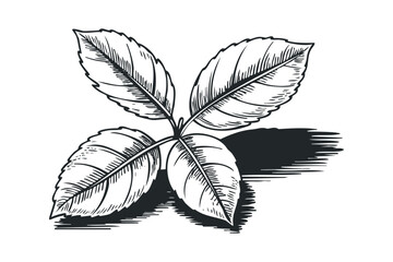Wall Mural - Vintage Botanical Illustration of Four Leaves with Shadow on. Vector hand drawn illustration