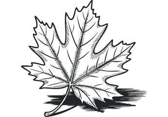 Wall Mural - Maple leaf sketch on. Vector hand drawn illustration