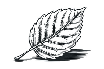 Wall Mural - Ink drawn leaf with serrated edges. Vector hand drawn illustration