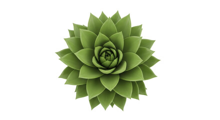Isolated Echeveria succulent plant, green flower with a spiral rosette shape and pointed leaves
