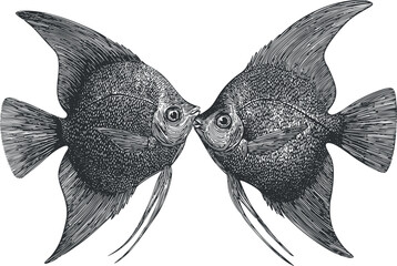 Wall Mural - A detailed illustration of two fish kissing, symbolizing love and harmony in nature.