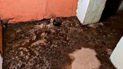 Wall Mural - Mold and sewage water damage on dirty basement floor with plumbing leak