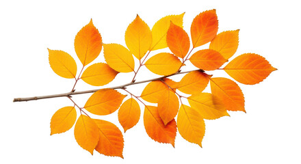 Isolated Autumn Tree Branch With Yellow and Orange Leaves in Seasonal Change of Color