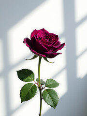 Wall Mural - single deep purple rose blooms crisp white backdrop interconnected geometric shapes illuminated soft