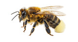 Isolated Western honey bee, detailed macro of a bee, Apis mellifera; side view of insect