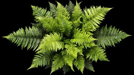 Wall Mural - Lush Green Fern Leaves Unfold in a Starburst Pattern Against a Black Backdrop