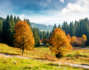 Wall Mural - autumn landscape with road through valley near coniferous forest with trees in colorful leaves. beautiful countryside scene in carpathian mountains of ukraine. scenic place on a sunny day