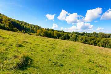 Wall Mural - forest on the hill in rural area of carpathian mountains in autumn. wonderful scenery of volovets district. deciduous trees near grassy meadow in september