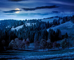 Wall Mural - autumn landscape with road through valley at night near coniferous forest with trees in colorful leaves. beautiful countryside scene in mountains. scenic place in full moon light