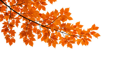 Vibrant orange autumn maple leaves on a branch isolated on a clean white background isolated on white background