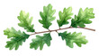 © Thanat - Oak Branch's Watercolor Charm: An exquisite watercolor illustration showcases an oak branch adorned with vibrant green leaves, a symbol of nature's artistry and serene beauty.