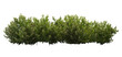 © Michael - 3d render of Night blooming jasmine, an evergreen woody shrub,, , isolated over transparent background, PNG cut-out