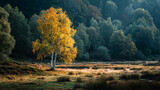 Golden birch tree stands alone in meadow at autumn. Ideal for web use, marketing, and editorial purposes.