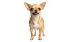 © Ari - Isolated young Chihuahua dog standing alert, looking at camera, headshot studio portrait