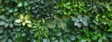 Green wall of plants and leaves, lush greenery, dark green background