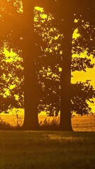 Wall Mural - Sun shifts slowly across sky, casting and fading shadows from trees onto empty grassy field