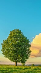 Wall Mural - Timelapse shot of an idle tree during daytime in a field.
