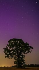 Wall Mural - Starry night sky rotates above purple haze and silhouetted tree in still vertical timelapse