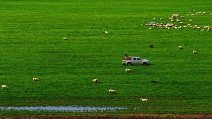 Wall Mural - A car loaded with items driving on green field with flock of cattle grazing on ground.