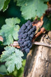 Saint-Émilion Wine Production in the Bordeaux Vineyard Region