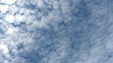 Wall Mural - Looking straight up at cotton ball shaped clouds moving through a blue sky