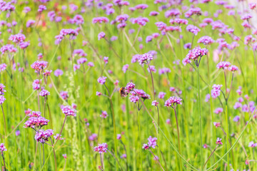 Wall Mural - Verbena bonariensis flowers, Argentinian Vervain or Purpletop Vervain, Clustertop Vervain, Tall Verbena, Pretty Verbena, in garden