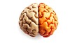 © Jiangcheng - Illustration of a human brain divided into hemispheres, representing emotion and logic with warm colors.