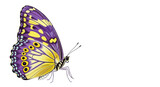 Isolated butterfly with yellow and purple wings, beautiful insect in colorful design vector