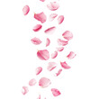 © Zahid - Pink cherry blossom petals falling gracefully against a transparent background