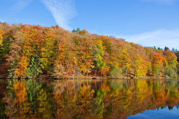 Wall Mural - fall panoramic forest in the lake with reflection.