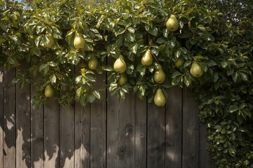 Wall Mural - Pears cultivated on a wooden trellis beside a garden shed