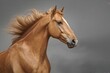 © The 2R Artificiality - Dynamic portrait of a golden Andalusian horse against a gray backdrop