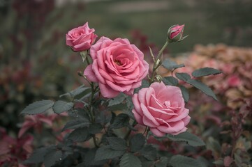 Wall Mural - Garden filled with pink roses