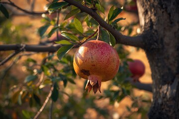 Wall Mural - Ripe pomegranate hanging from branch during summertime