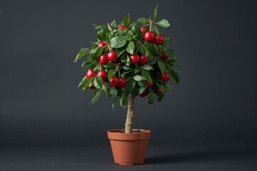 Wall Mural - Bright red cherries hanging from branches as festive ornaments