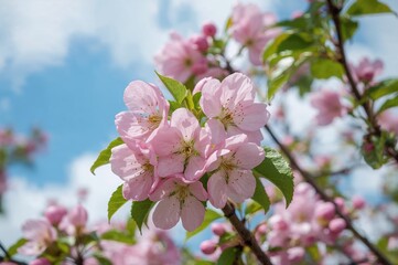 Wall Mural - Springtime pink apple flowers with blurred background