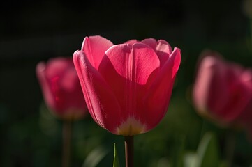Wall Mural - Close-up of a vibrant pink tulip in a flower bed