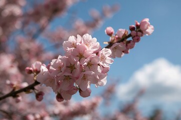 Wall Mural - Close-up of vibrant pink apple blossoms on a sunny spring day with a clear blue sky in the background