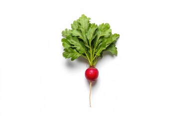 Wall Mural - Single radish on a plain white backdrop