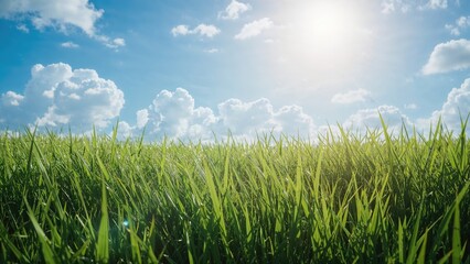 Wall Mural - Fantasy Landscape Featuring Grass Fields and Cloudy Skies. CG Background for Games.