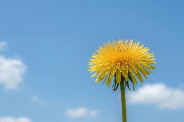 Wall Mural - Bright Yellow Dandelion Bloom Set Against a Clear Blue Sky