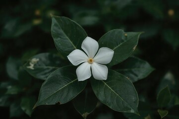 Wall Mural - Isolated White Gardenia Flower with Floral Backdrop