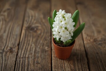 Wall Mural - Close-up of a blooming white hyacinth in a pot set against a rustic wooden surface with room for text