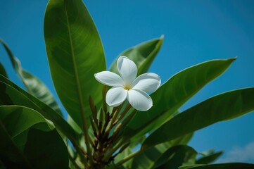 Wall Mural - White Plumeria bloom encircled by lush green foliage under a bright blue sky