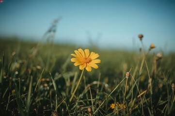 Wall Mural - Bright Yellow Blossom Amidst Grass