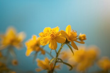 Wall Mural - Bright yellow flowers set against a vivid blue background