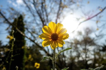Wall Mural - Sunlit yellow blossom in warm weather