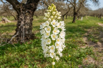 Wall Mural - Wild radish (Raphanus raphanistrum) displaying full white flowers amid an aged orchard
