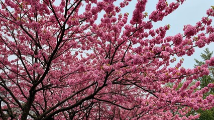 Wall Mural - Brilliant pink cherry blossoms decorate a garden under a bright sky, showcasing the beauty of spring.